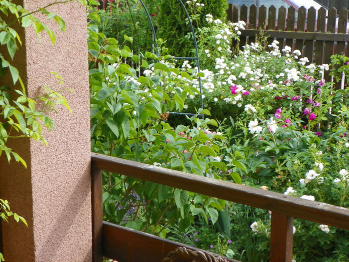 10 iun 130 - Gradina 2015