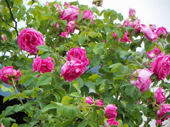 Futtaker Schlingrose?