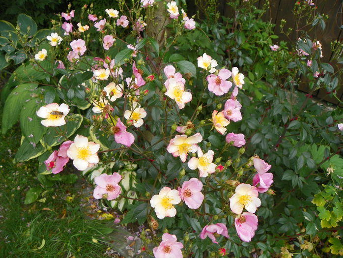 Plaisenterie