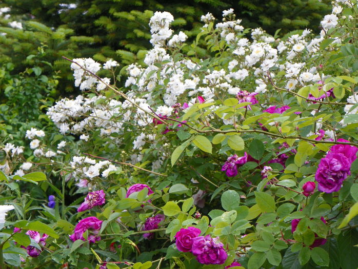 Guirlande dAmour si Reine de Violettes