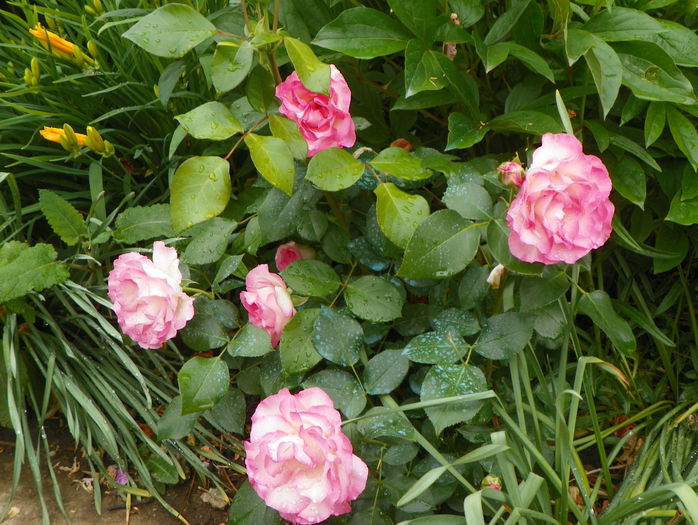 Bordure Rose