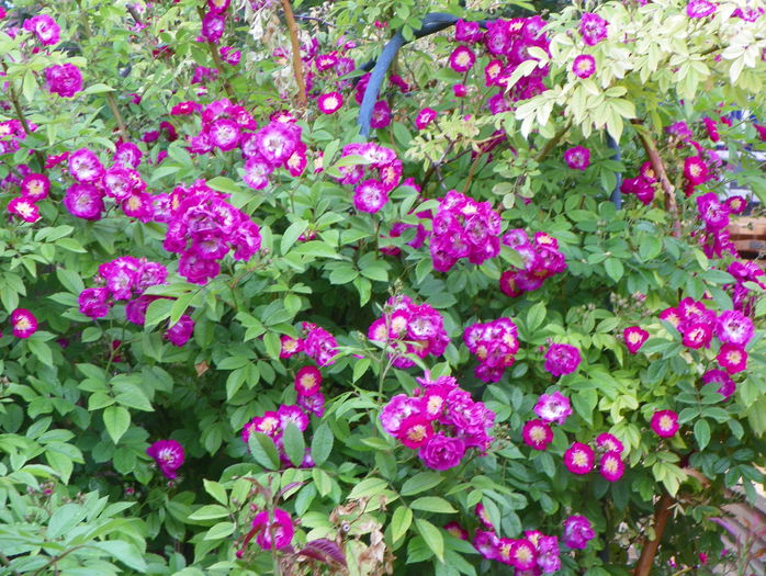 Perennial Blue