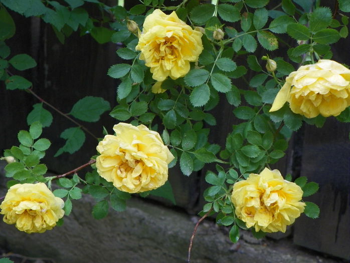 Persian Yellow - Trandafiri 2015 - 1