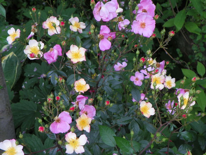 Plaisenterie