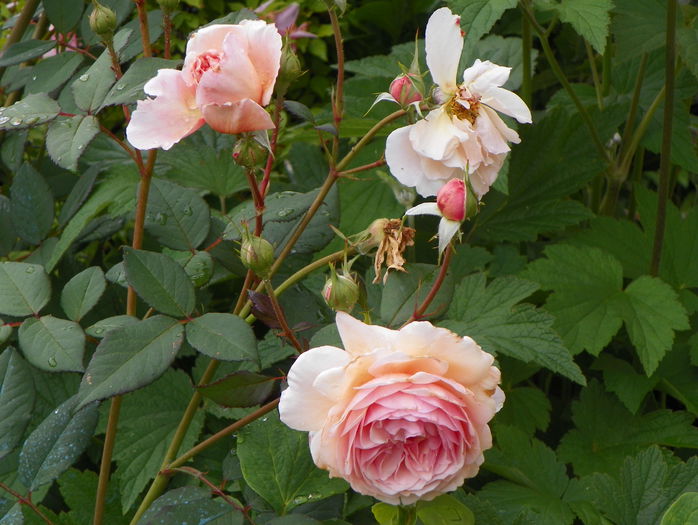 A shropshire Lad - Trandafiri 2015 - 1