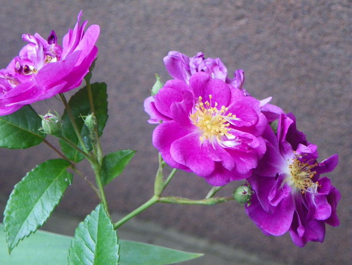 Purple Skyliner