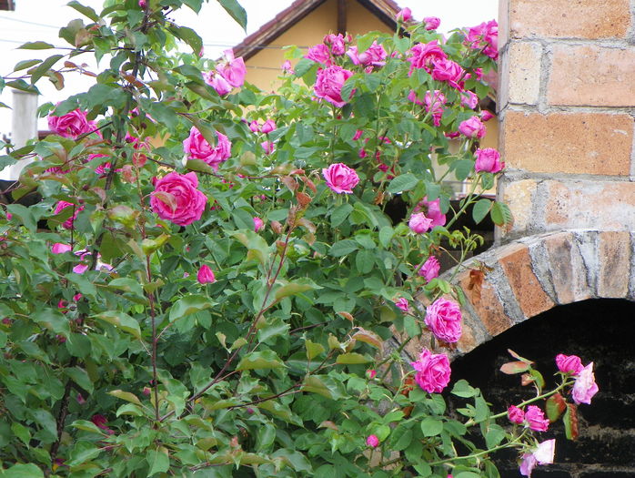 Futtaker Schlingrose?