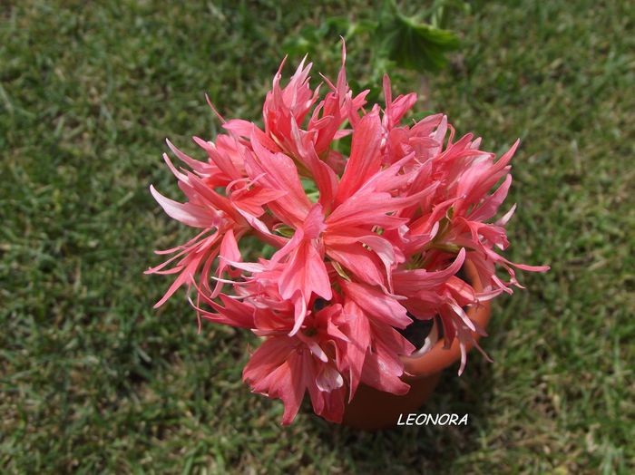 bronze butterfly stellar