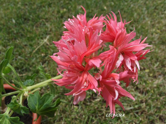 stellar bronze butterfly