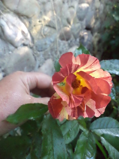 DSC04129