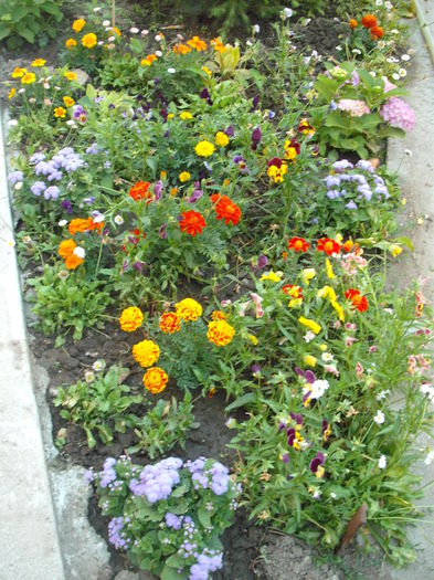 DSCF2771 - Plante de gradina