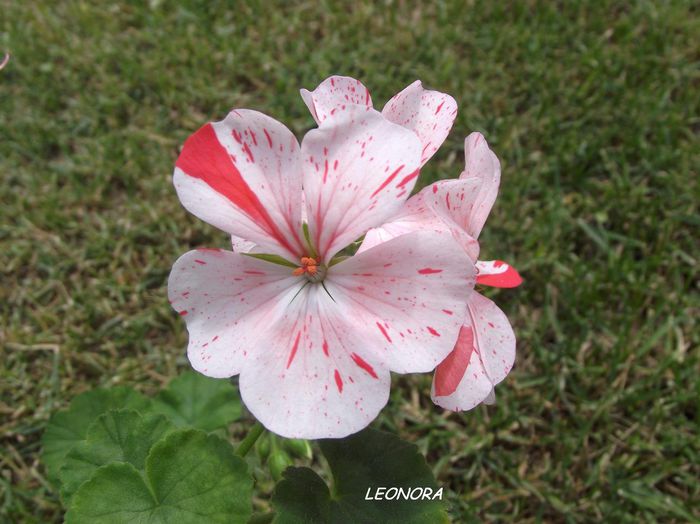 raspberry ripple muscata - muscate zonale-trandafiras-lalea