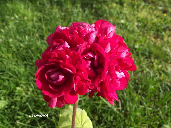 muscata red rosebud - muscate zonale-trandafiras-lalea