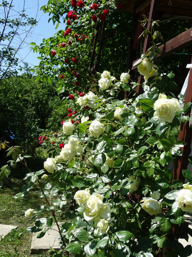DSC08820 - e-trandafiri