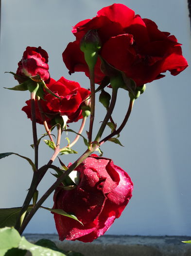 DSC08930