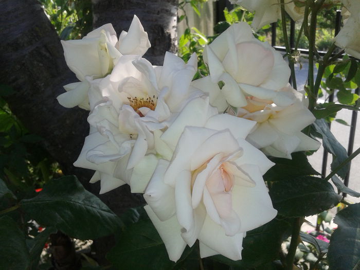 20150612_082848 - Swan Lake rose