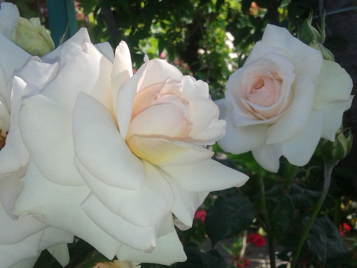 20150612_082946 - Swan Lake rose