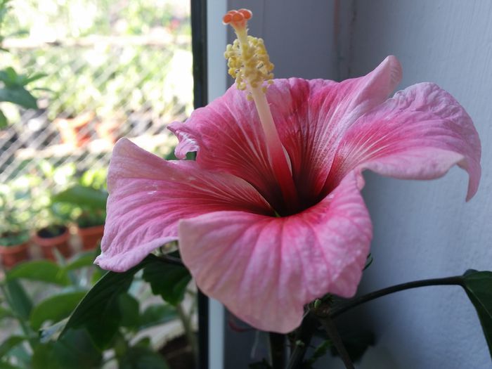 Pink dream - hibiscus