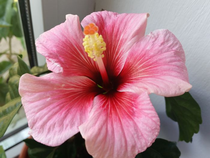  - hibiscus