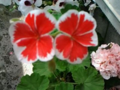 Fotografie5347 - Muscatele mele