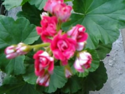 Red rambler