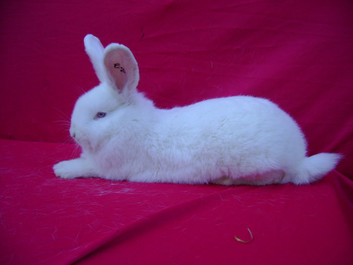 Fem E2 - 2,5 Luni - Schineni - BC; Cuib E 30.03.2015
Tatal M2 + Mama F2
