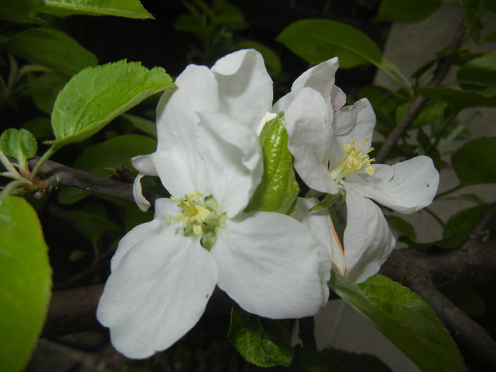 Apple Blossom. Flori mar (2015, April 20)