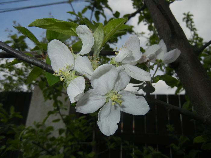 Apple Blossom. Flori mar (2015, April 20) - Apple Tree_Mar Summer Red