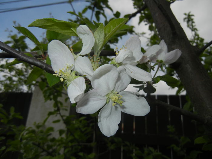 Apple Blossom. Flori mar (2015, April 20)