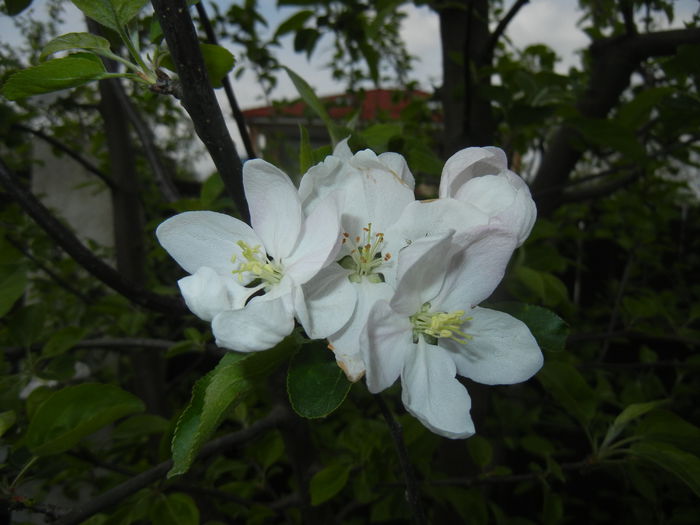 Apple Blossom. Flori mar (2015, April 20) - Apple Tree_Mar Summer Red