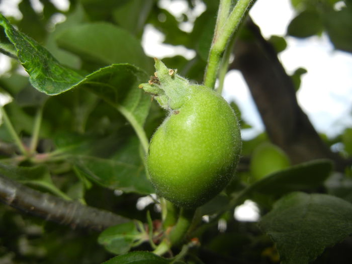 Apples. Mere Summer Red ('15, May 11) - Apple Tree_Mar Summer Red