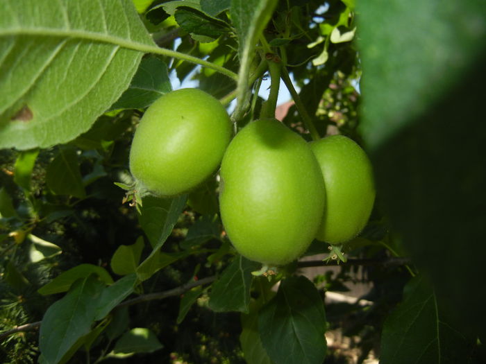 Apples. Mere Summer Red ('15, May 31)