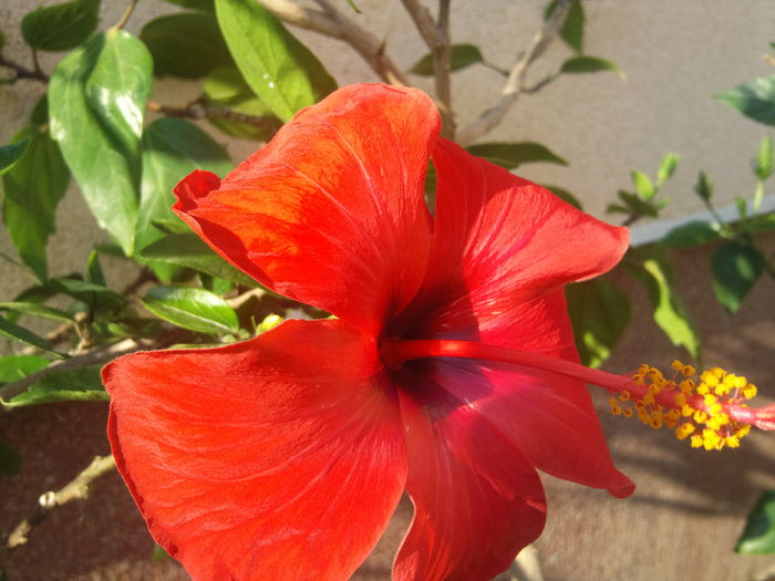 Photo006 - hibiscus