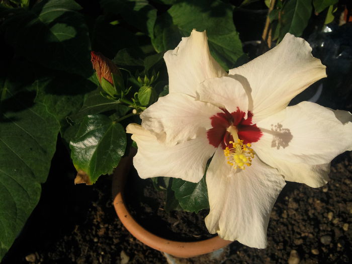 Photo004 - hibiscus