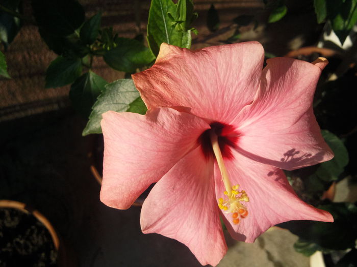 Photo005 - hibiscus