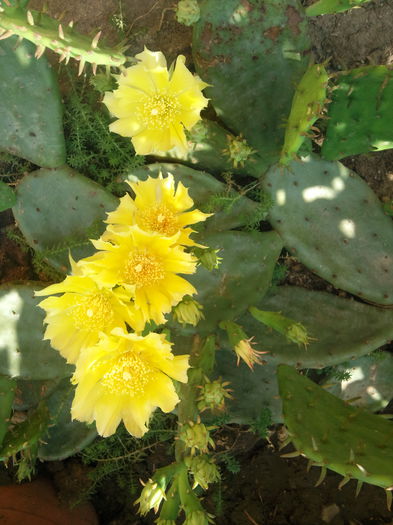 Photo001A - cactusi si alte suculente