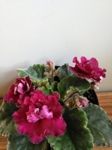 Ness Antique Red