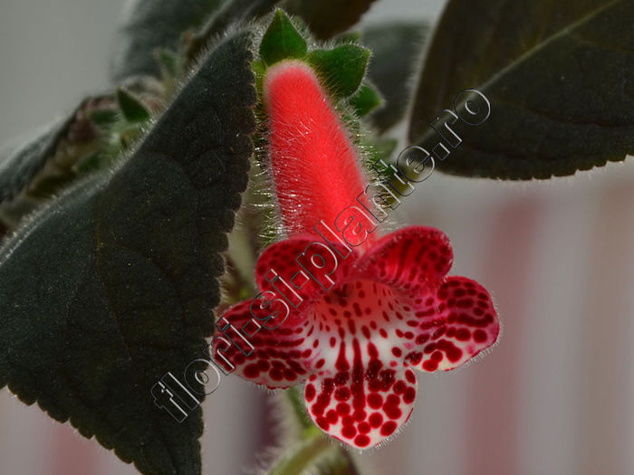 NEW 2015 - Kohleria Luci s Red Velvet - KOHLERIA IV - Hibrizii mei - My hybrids