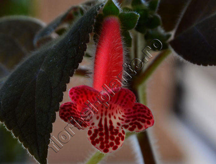 NEW 2015 - Kohleria Luci s Red Velvet - KOHLERIA IV - Hibrizii mei - My hybrids