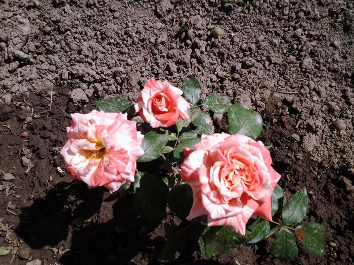 Florov - FLORI 2015