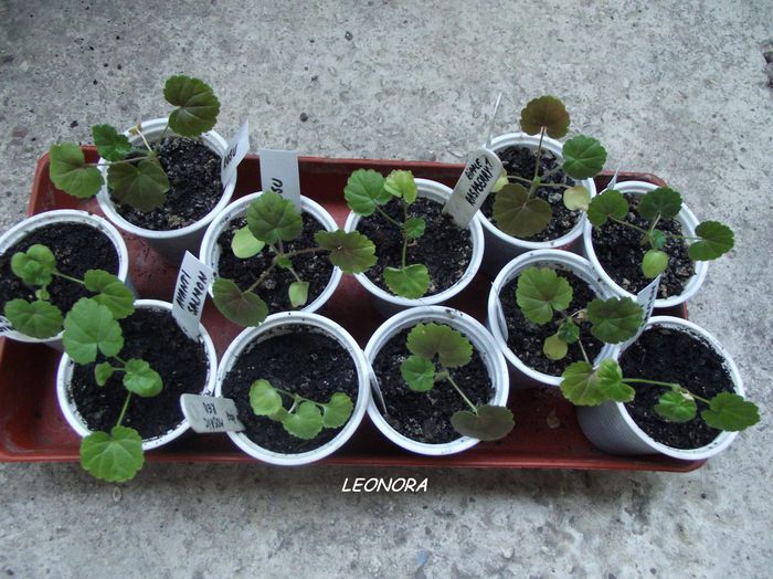 muscate din seminte din polenizari incrucisate - Hibrizi pelargonium obtinuti de mine