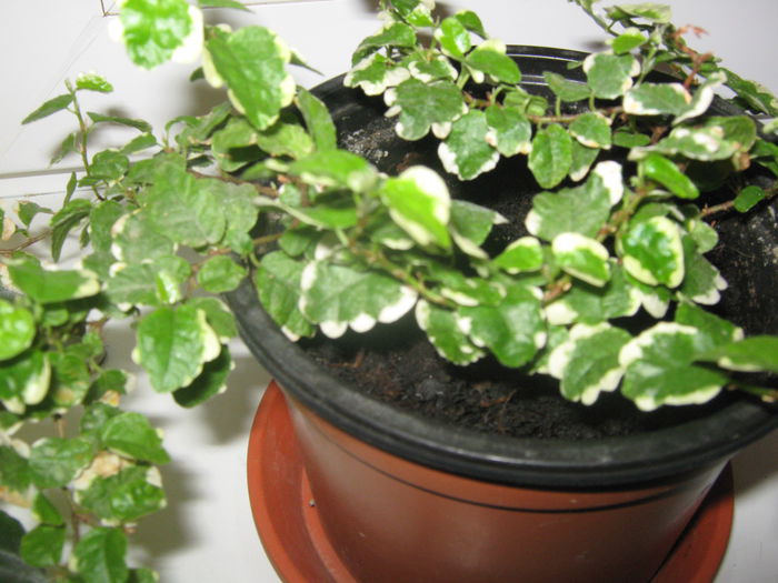 Picture My plants 3507