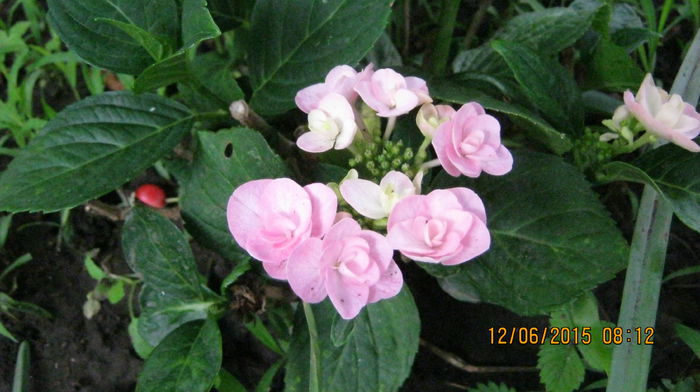 Beautensia Papillion