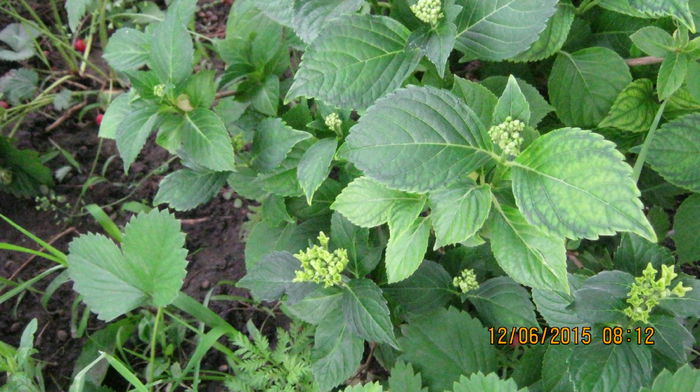 hortensia - Ciresar