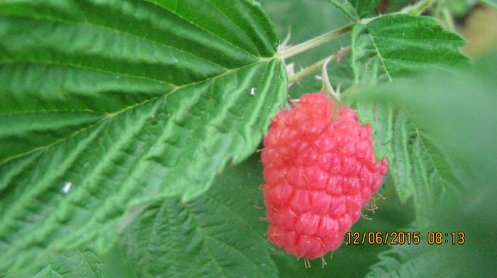 incepe si sezonul zmeurii