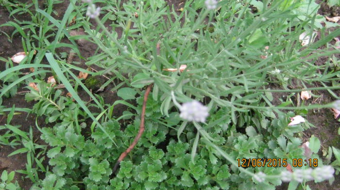 lavanda