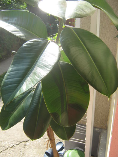 Picture My plants 3539