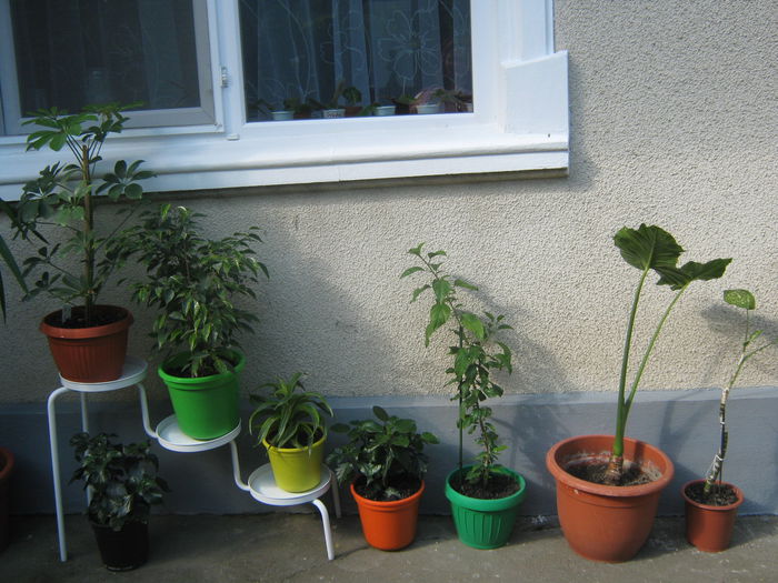 Picture My plants 3542