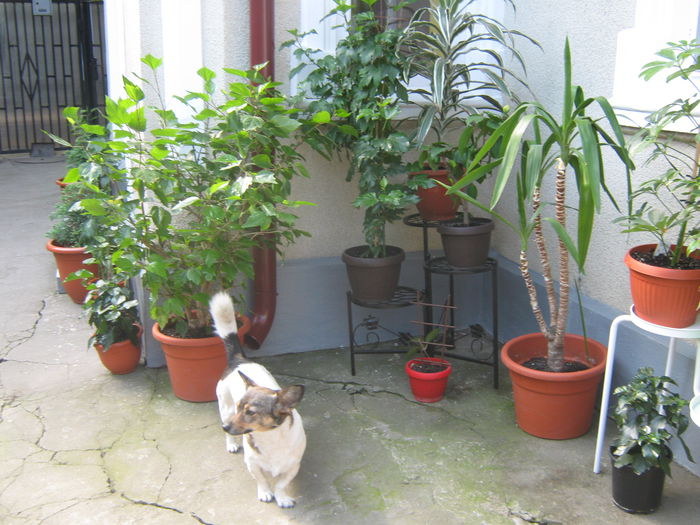 Picture My plants 3543