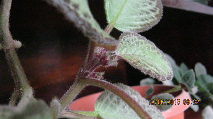 episcia cu boboci